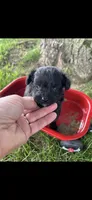 Half Pint Little Male Pomapoo Puppy, a male Pomapoo for sale in Niles, MI – 3 of 4