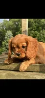 AKC Suzy - Q, a female Cavalier King Charles Spaniel for sale in Niles, MI – 3 of 5