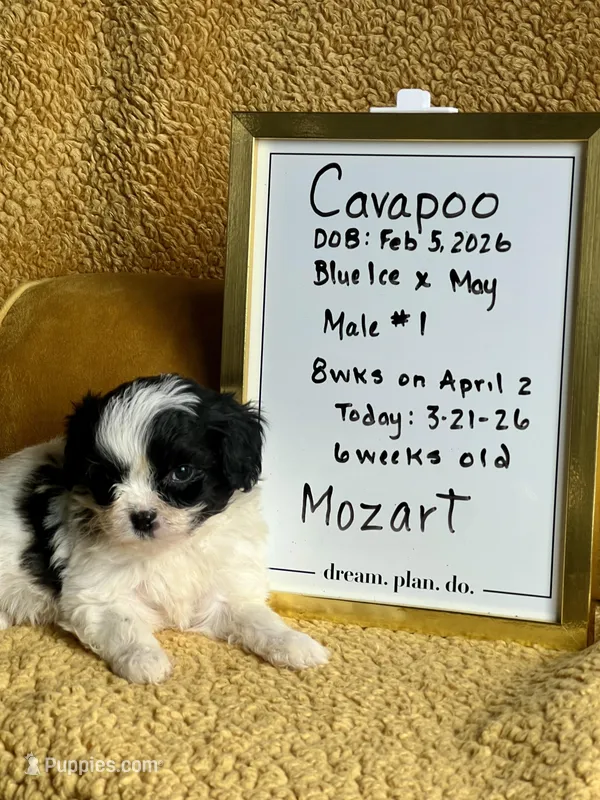 Mozart Toy Cavapoo – Cavapoo puppy for sale in Niles, MI