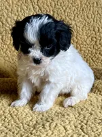 Mozart Toy Cavapoo, a male Cavapoo for sale in Niles, MI – Photo 3 of 4