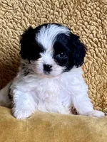 Mozart Toy Cavapoo, a male Cavapoo for sale in Niles, MI – Photo 2 of 4