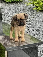 Tiny AKC Doc Brussels Griffon, a male Brussels Griffon for sale in Niles, MI – 2 of 6