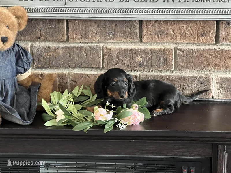 Noodle Tiny Mini Dachshund  – Miniature Dachshund puppy for sale in Niles, MI