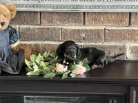 Noodle Tiny Mini Dachshund , a female Miniature Dachshund for sale in Niles, MI – Photo 1 of 3