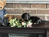 Noodle Tiny Mini Dachshund , a female Miniature Dachshund for sale in Niles, MI – Photo 2 of 3