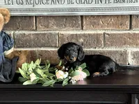 Noodle Tiny Mini Dachshund , a female Miniature Dachshund for sale in Niles, MI – Photo 3 of 3