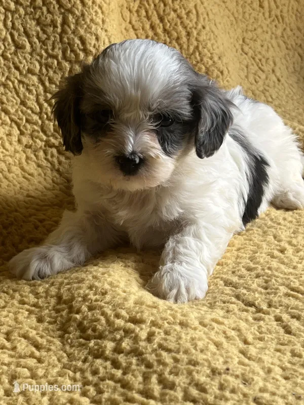 Mave Cavapoo F Puppy – Cavapoo puppy for sale in Niles, MI
