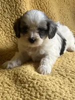 Mave Cavapoo F Puppy, a male Cavapoo for sale in Niles, MI – Photo 1 of 5