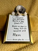 Mave Cavapoo F Puppy, a male Cavapoo for sale in Niles, MI – Photo 3 of 5