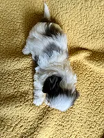 Mave Cavapoo F Puppy, a male Cavapoo for sale in Niles, MI – Photo 5 of 5