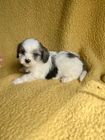 Mave Cavapoo F Puppy, a male Cavapoo for sale in Niles, MI – Photo 4 of 5