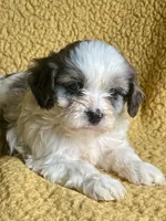 Mave Cavapoo F Puppy, a male Cavapoo for sale in Niles, MI – Photo 2 of 5