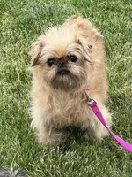 AKC Rocco Brussels Griffon Puppy, a male Brussels Griffon for sale in Niles, MI – 5 of 7