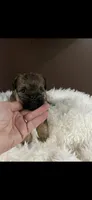 AKC Rocco Brussels Griffon Puppy, a male Brussels Griffon for sale in Niles, MI – 3 of 7