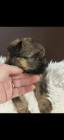 AKC Rocco Brussels Griffon Puppy, a male Brussels Griffon for sale in Niles, MI – 2 of 7