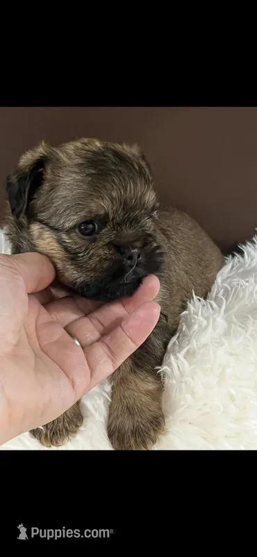 AKC Rocco Brussels Griffon Puppy – Brussels Griffon puppy for sale in Niles, MI