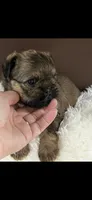 AKC Rocco Brussels Griffon Puppy, a male Brussels Griffon for sale in Niles, MI – 1 of 7