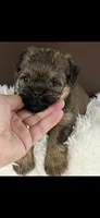 AKC Rocco Brussels Griffon Puppy, a male Brussels Griffon for sale in Niles, MI – 4 of 7