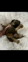 AKC Rocco Brussels Griffon Puppy, a male Brussels Griffon for sale in Niles, MI – 7 of 7