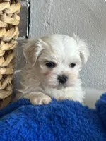 Patrick Male Maltese Puppy, a male Maltese for sale in Niles, MI – 2 of 7