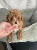 1 1/2 lbs AKC Socks Toy Poodle Female , a female Poodle - Toy  for sale in Niles, MI – 1 of 6
