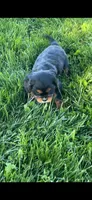 AKC Riley Cavalier King Charles, a male Cavalier King Charles Spaniel for sale in Niles, MI – 2 of 7