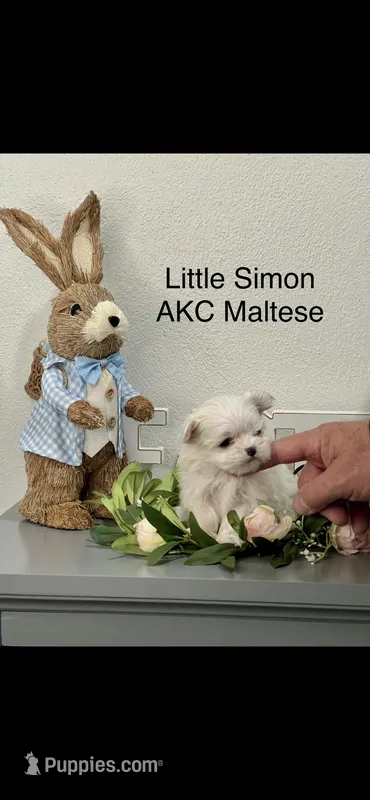 AKC Little Simon Boy Maltese  – Maltese puppy for sale in Niles, MI