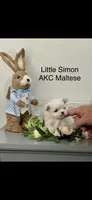AKC Little Simon Boy Maltese , a male Maltese for sale in Niles, MI – Photo 1 of 5
