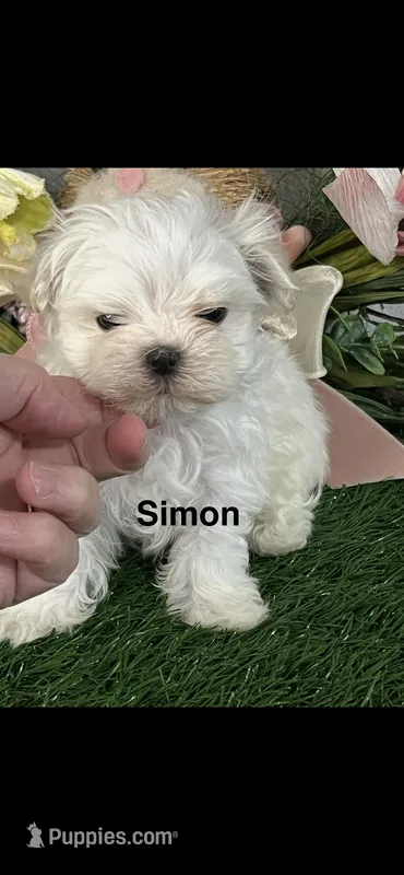 AKC Little Simon Boy Maltese  – Maltese puppy for sale in Niles, MI