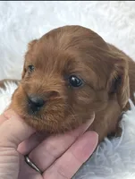 Abby Ruby Cavapoo Puppy, a female Cavapoo for sale in Niles, MI – 2 of 4