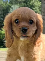 Max Cavalier King Charles Puppy, a male Cavalier King Charles Spaniel for sale in Niles, MI – 3 of 4