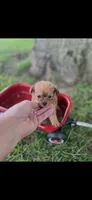 Lucy Little Female Pomapoo, a female Pomapoo for sale in Niles, MI – 4 of 4