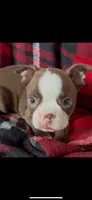 AKC Max, a male Boston Terrier for sale in Niles, MI – Photo 3 of 5