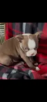 AKC Max, a male Boston Terrier for sale in Niles, MI – Photo 1 of 5