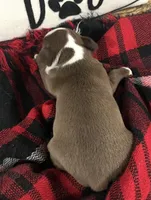 AKC Max, a male Boston Terrier for sale in Niles, MI – Photo 4 of 5