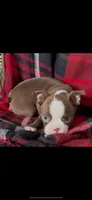 AKC Max, a male Boston Terrier for sale in Niles, MI – Photo 5 of 5