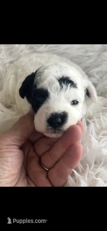 Sparkles AKC uniquely marked Toy Poodle – Poodle - Toy  puppy for sale in Niles, MI