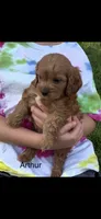 Arthur Ruby Cavapoo Puppy, a male Cavapoo for sale in Niles, MI – 1 of 5