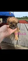 Stella Brussels Griffon Puppy, a female Brussels Griffon for sale in Niles, MI – 4 of 4