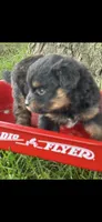 Gucci Little Female Pomapoo , a female Pomapoo for sale in Niles, MI – 4 of 4