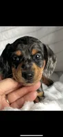 Norm AKC HOLD, a male Miniature Dachshund for sale in Niles, MI – Photo 4 of 7