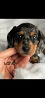 Norm AKC HOLD, a male Miniature Dachshund for sale in Niles, MI – Photo 1 of 7