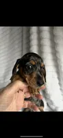 Norm AKC HOLD, a male Miniature Dachshund for sale in Niles, MI – Photo 3 of 7