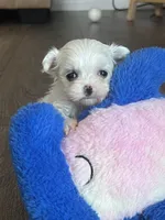 Precious Super Tiny Maltese, a female Maltese for sale in Niles, MI – 3 of 6