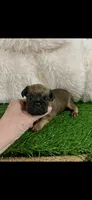 Tiny AKC Doc Brussels Griffon, a male Brussels Griffon for sale in Niles, MI – 4 of 6