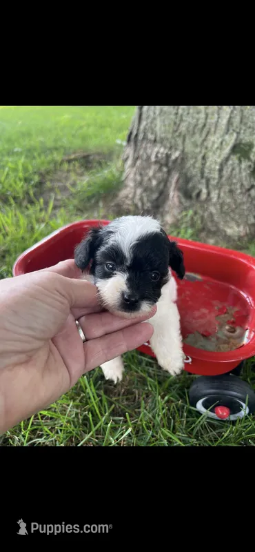 Ethel Little Female Pomapoo Puppy – Pomapoo puppy for sale in Niles, MI