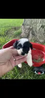 Ethel Little Female Pomapoo Puppy, a female Pomapoo for sale in Niles, MI – 1 of 4
