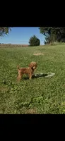 Tiny Bitsy AKC Toy Poodle Female Puppy, a female Poodle - Toy  for sale in Niles, MI – 3 of 6