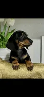 AKC Diamond , a female Miniature Dachshund for sale in Niles, MI – 4 of 4