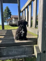 AKC Tiny Toy Paisley, a female Poodle - Toy  for sale in Niles, MI – 2 of 2